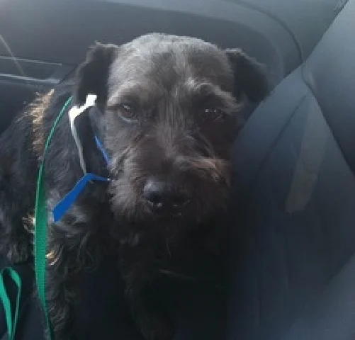 Wilfred (Willie)