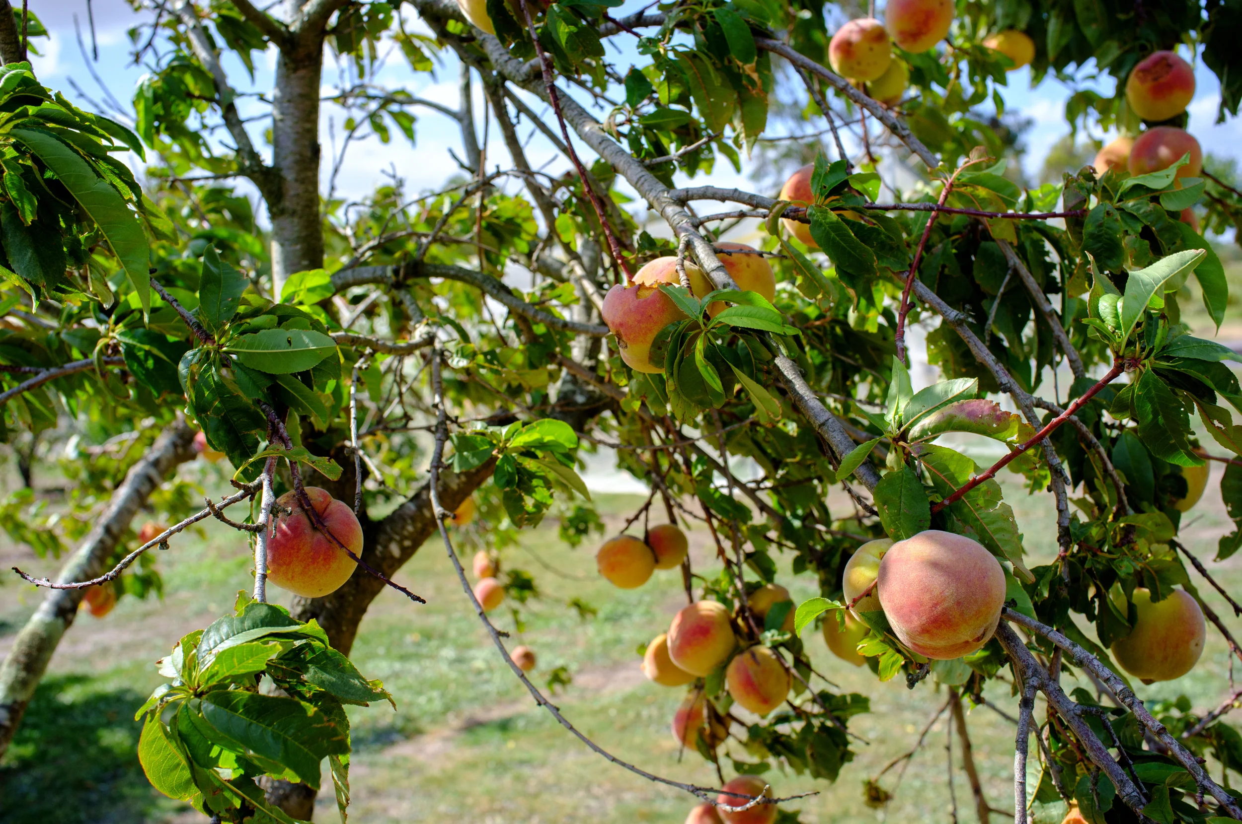 Peaches