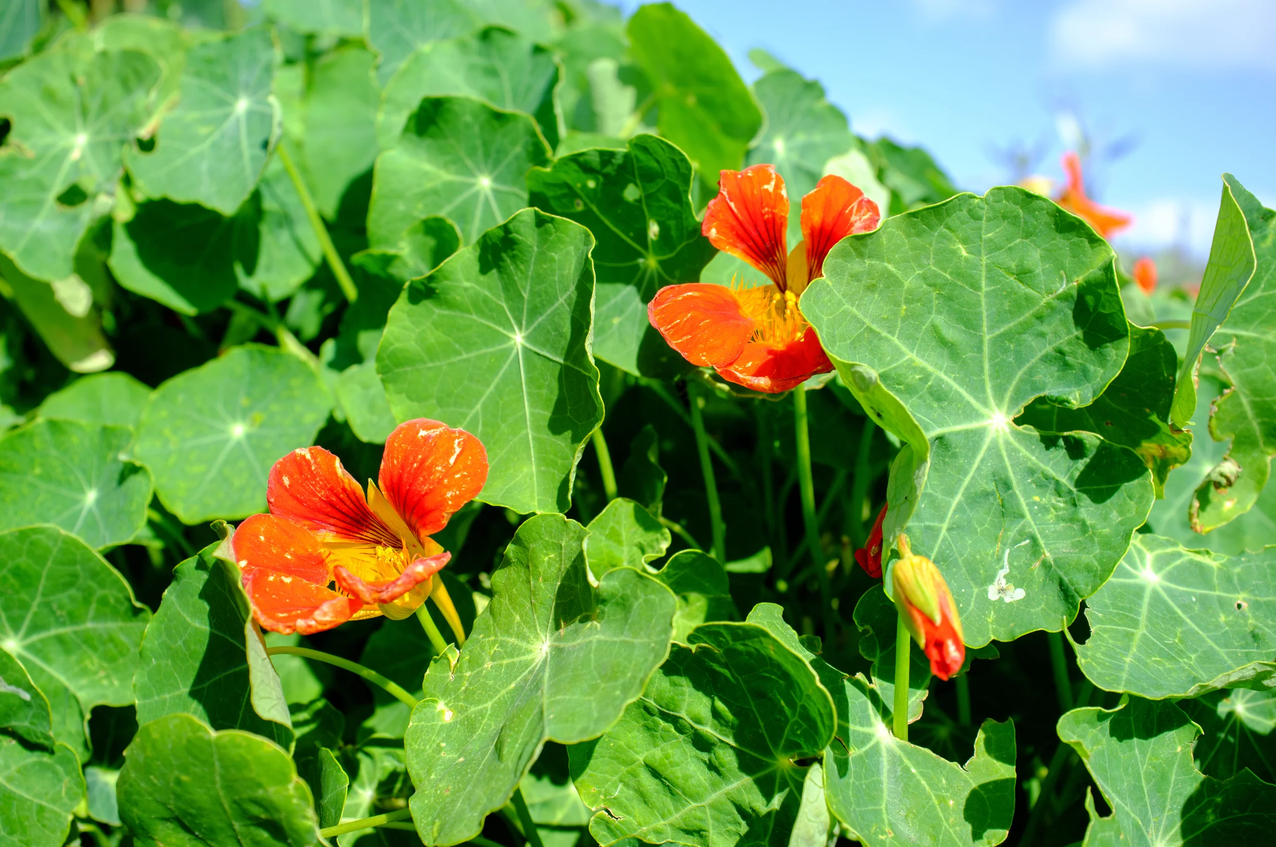 Nasturtiums