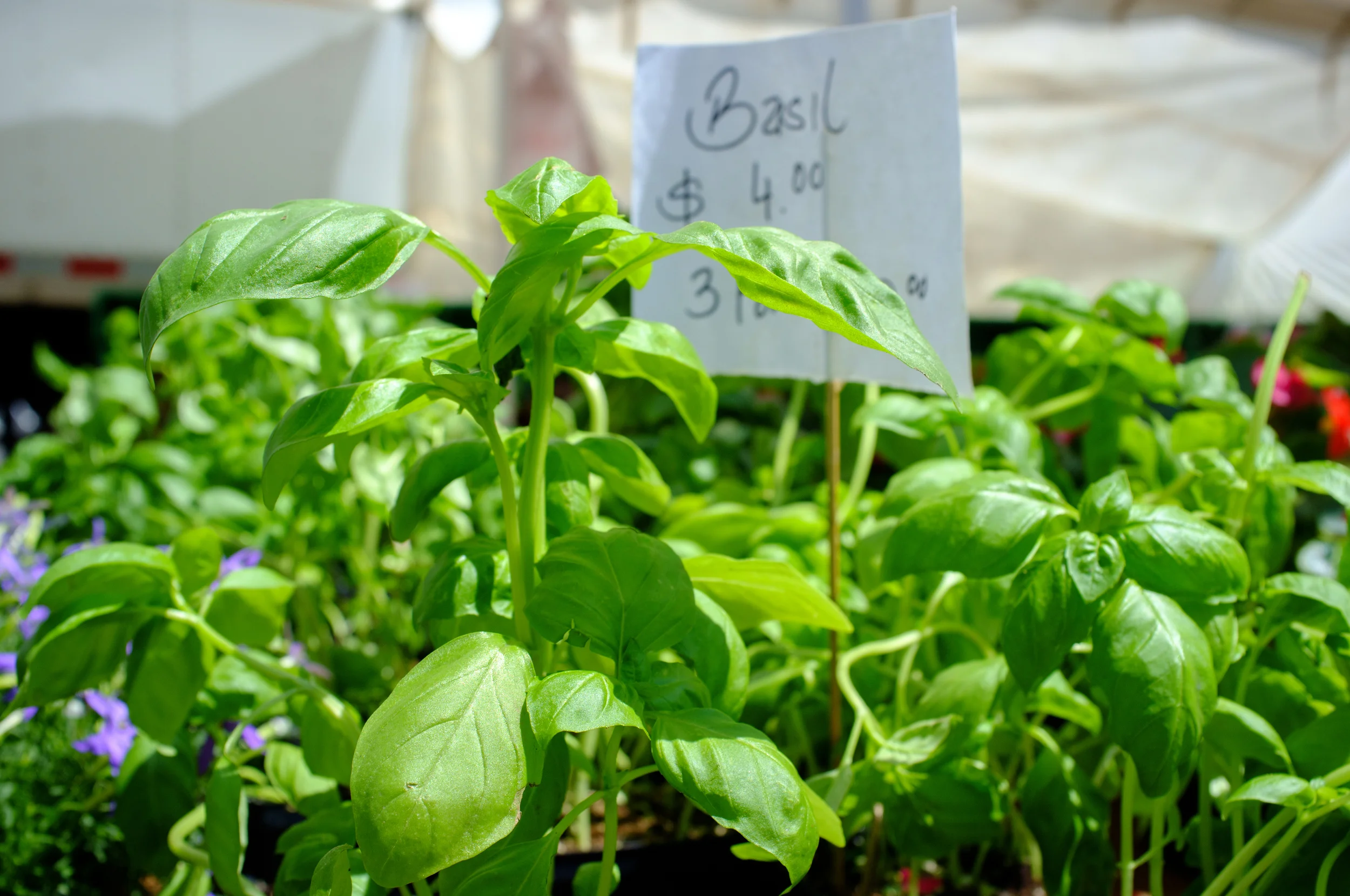 Basil from Jersey Farm Produce out of NJ