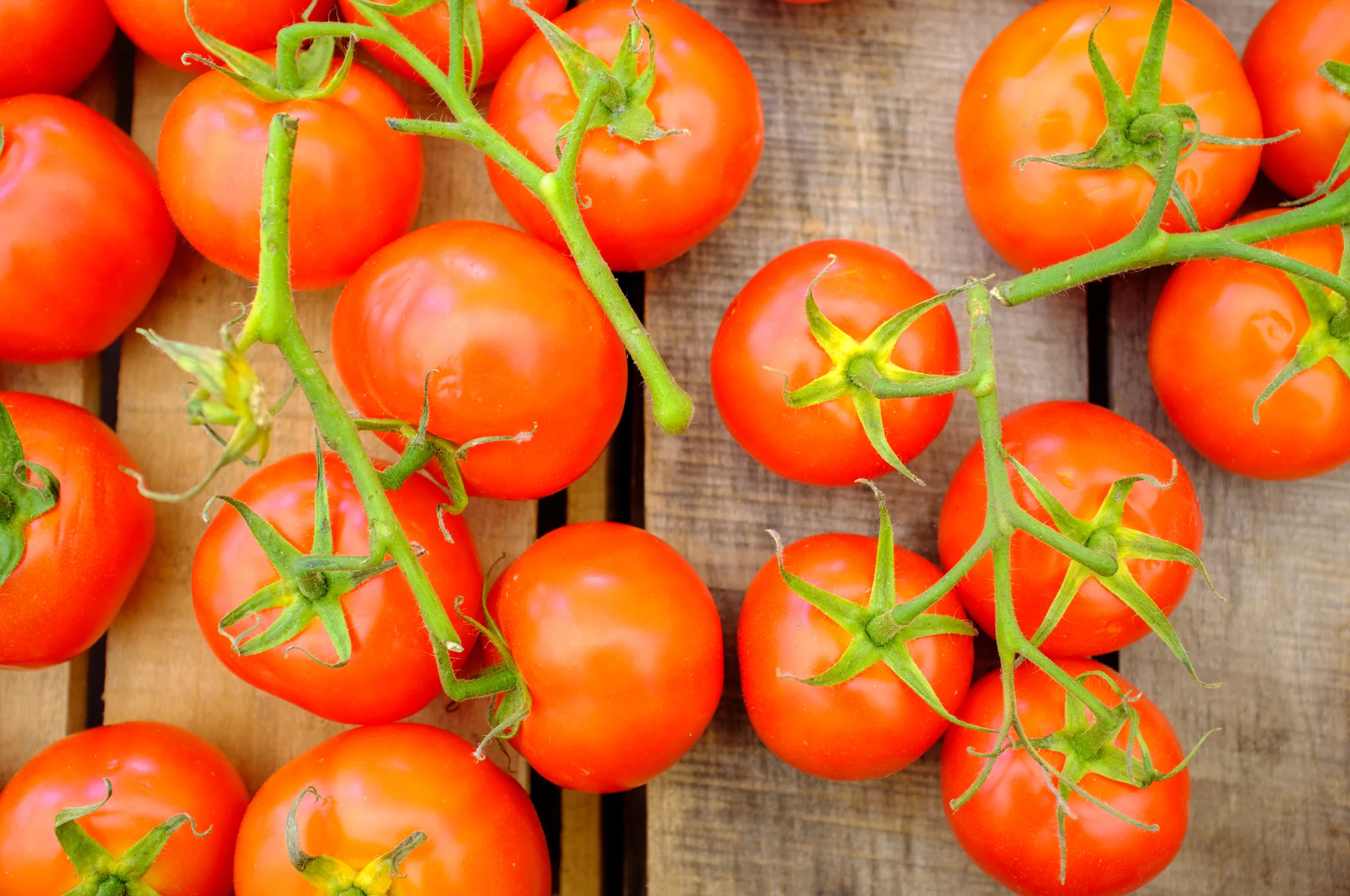 Tomatoes from Toigo Orchards out of PA