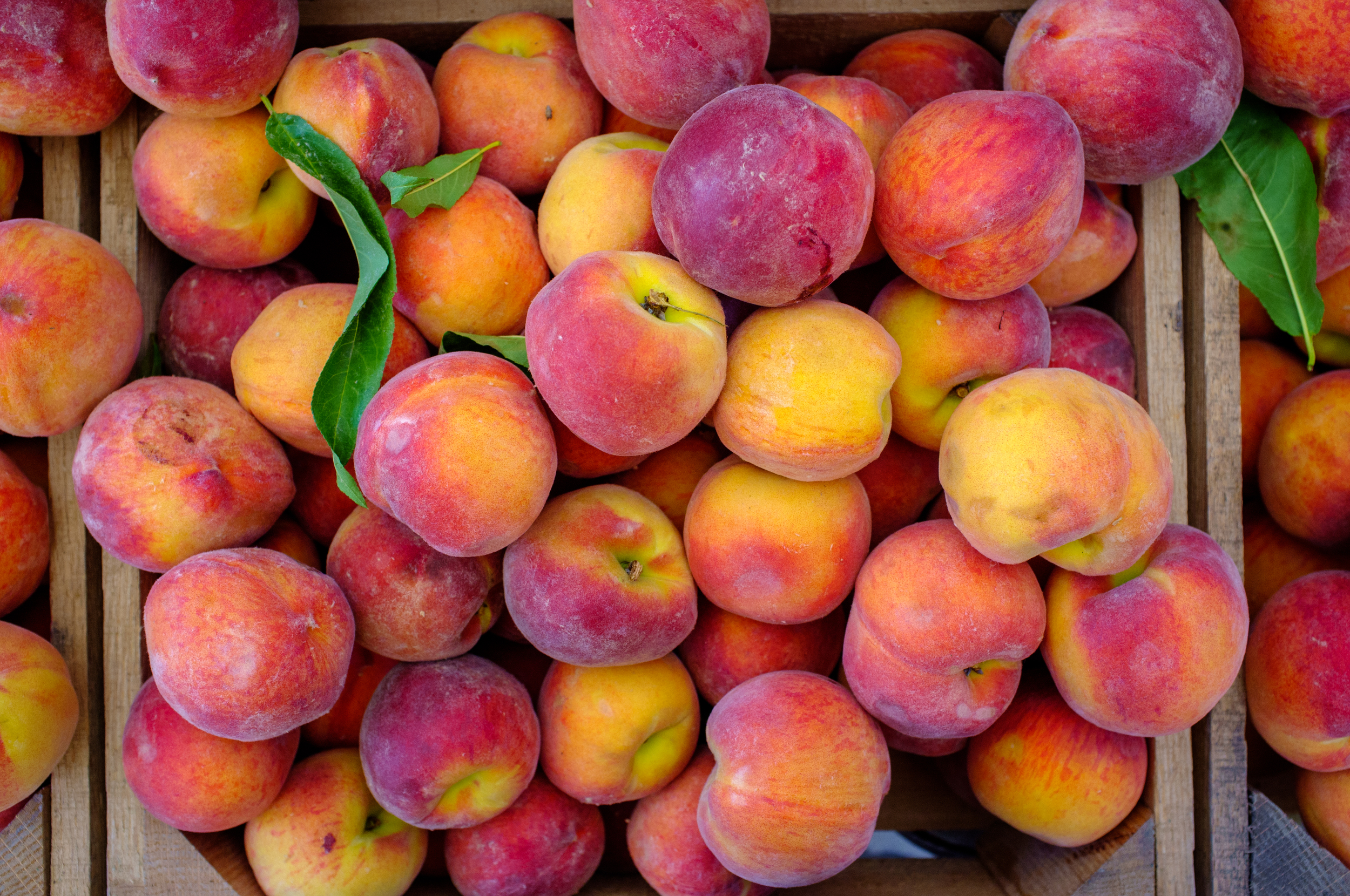 Peaches from Toigo Orchards