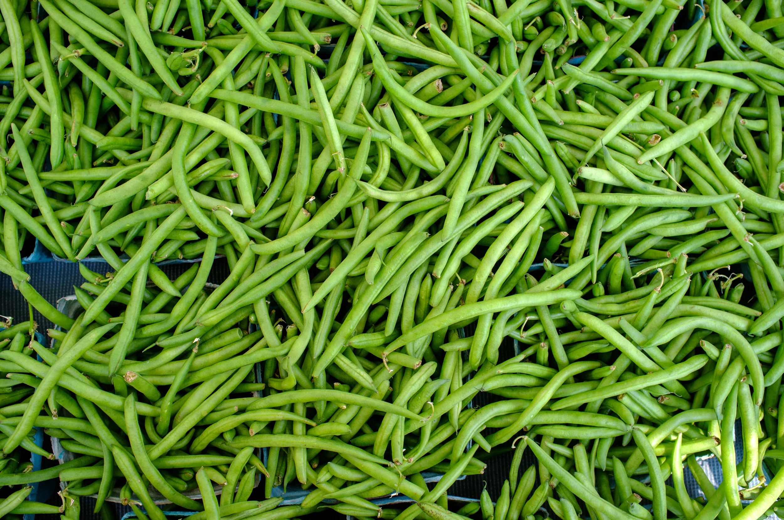 Green beans from Jersey Farm Produce