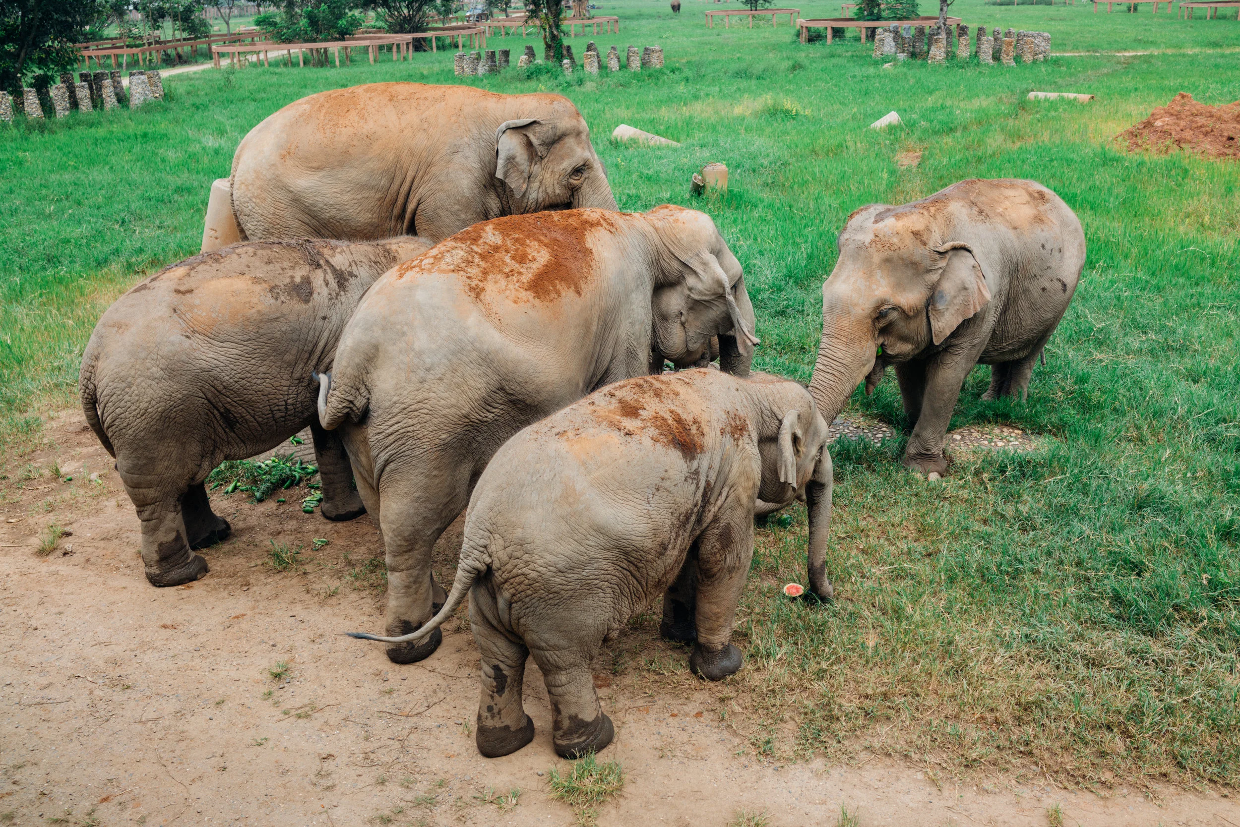 A litter of rescued elephants snacking on watermelons