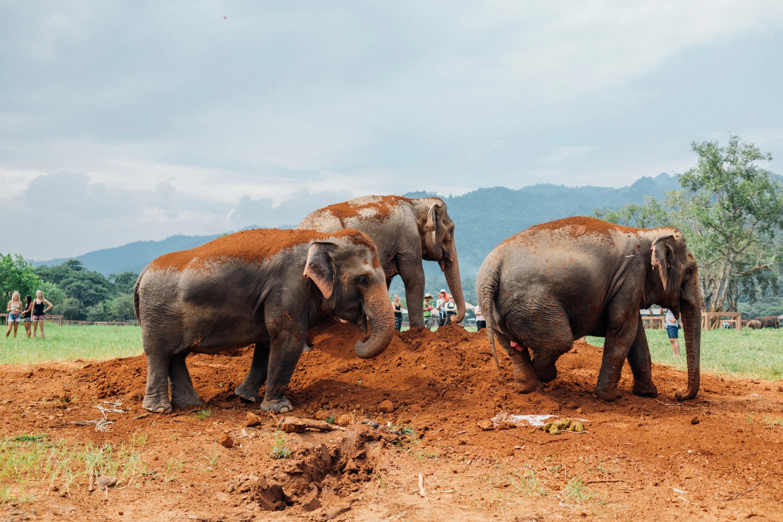Covering themselves in dirt helps keep the flies away