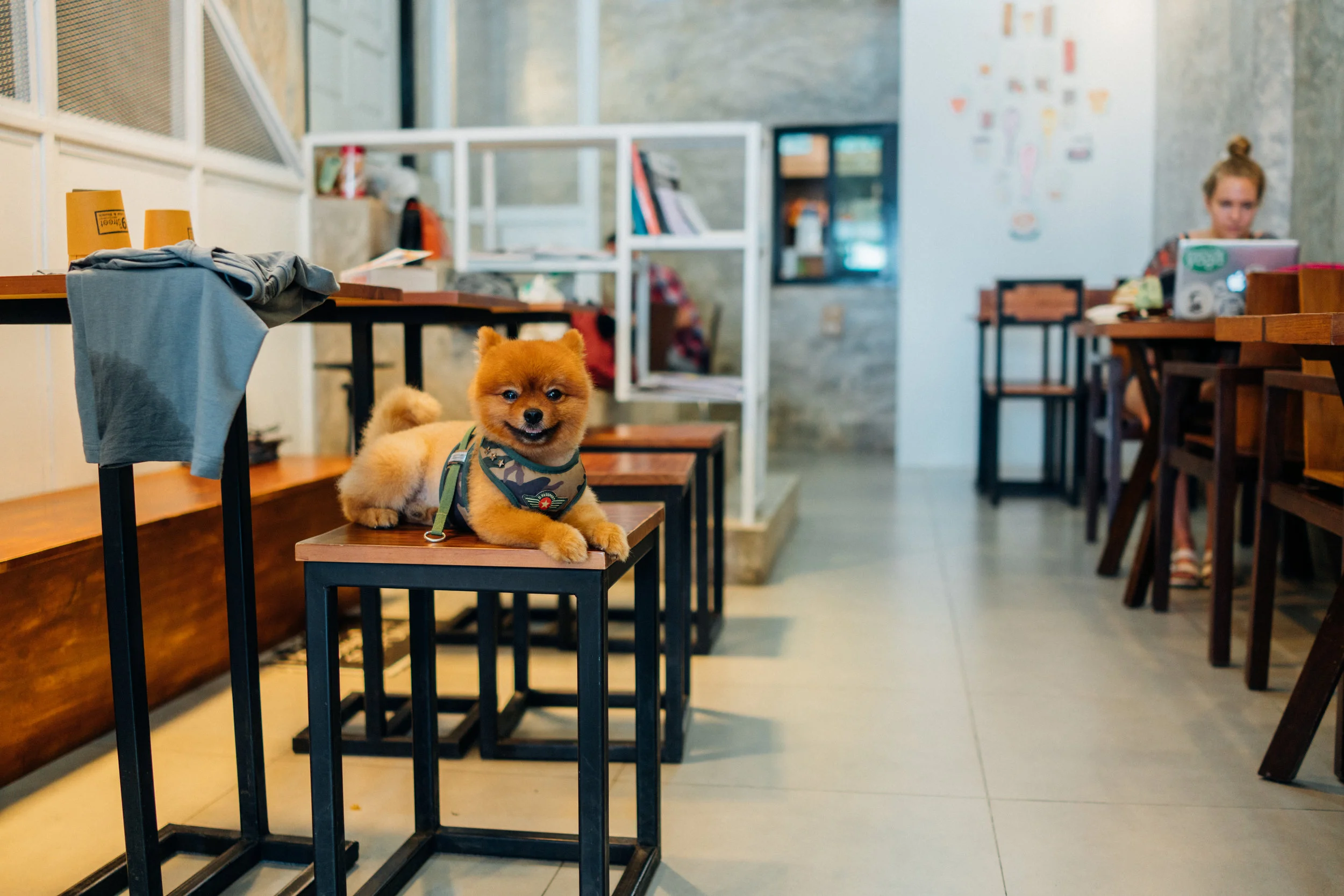 Panda presides over 9th Street Cafe