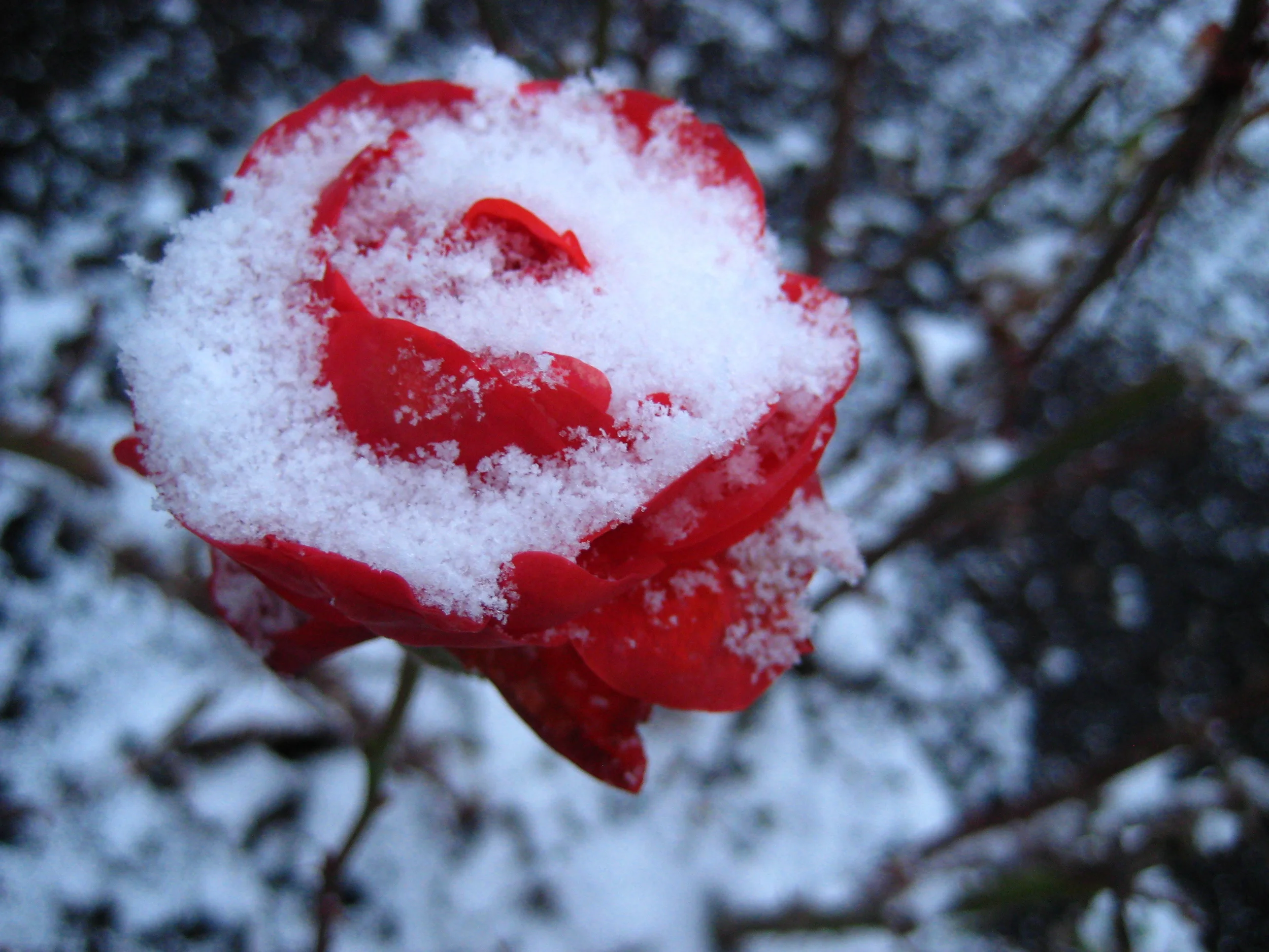 Snow White, Red Rose.jpg