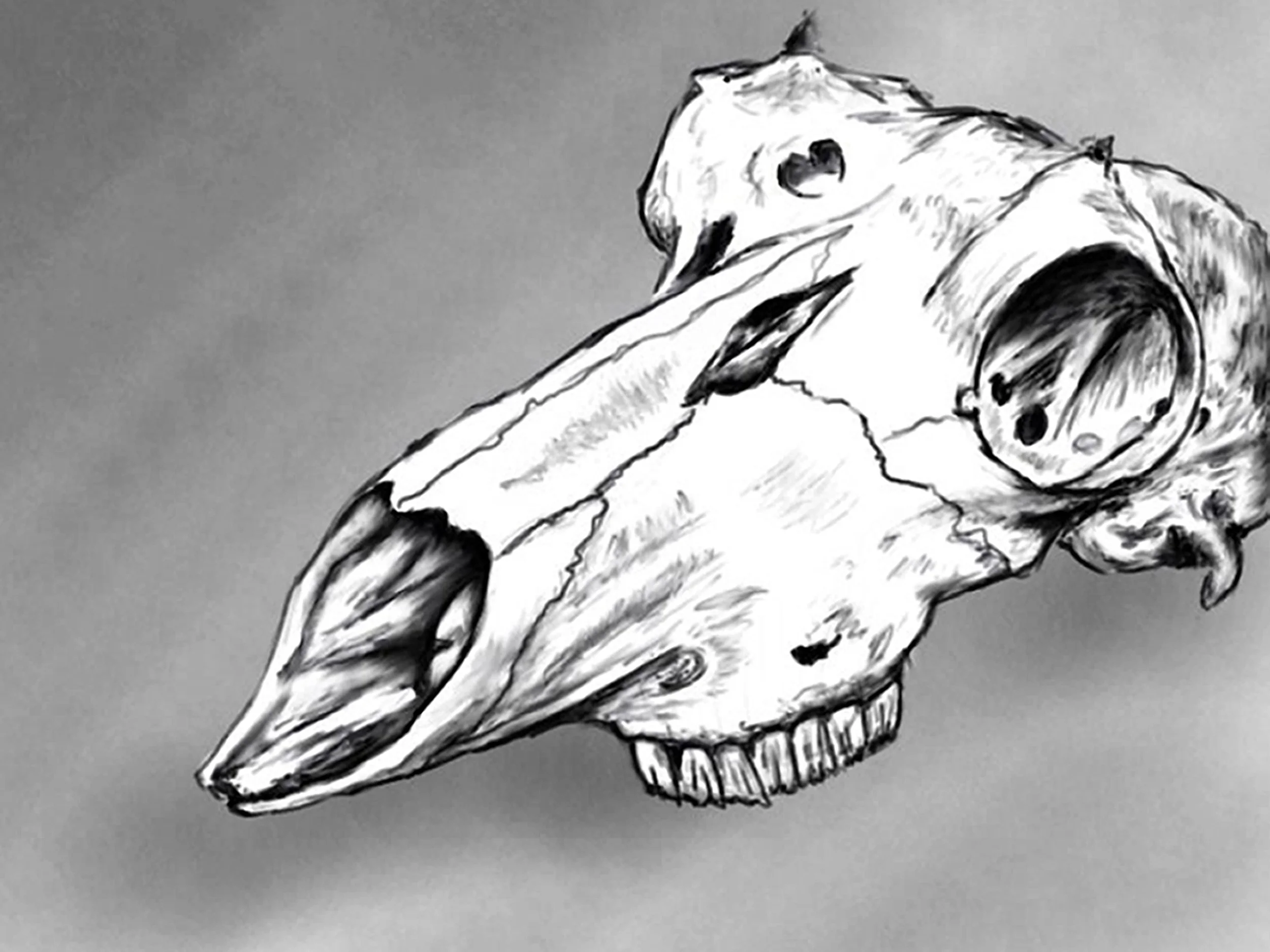 Skull.jpg