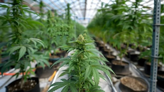 Industrial Cannabis Substrate Market Research