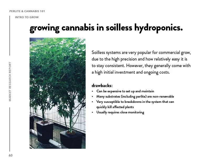 SIL_Cannabis Research Presentation Final_Clean60.jpg