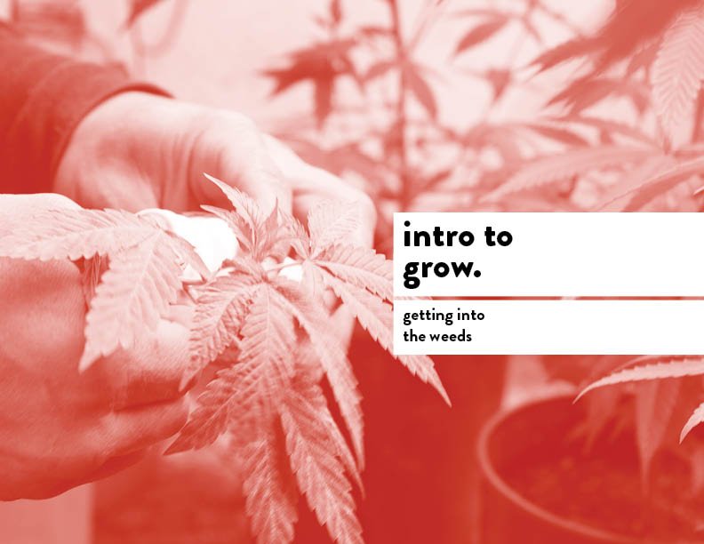 SIL_Cannabis Research Presentation Final_Clean34.jpg
