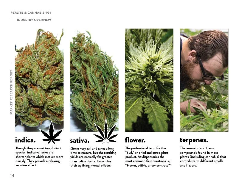 SIL_Cannabis Research Presentation Final_Clean14.jpg