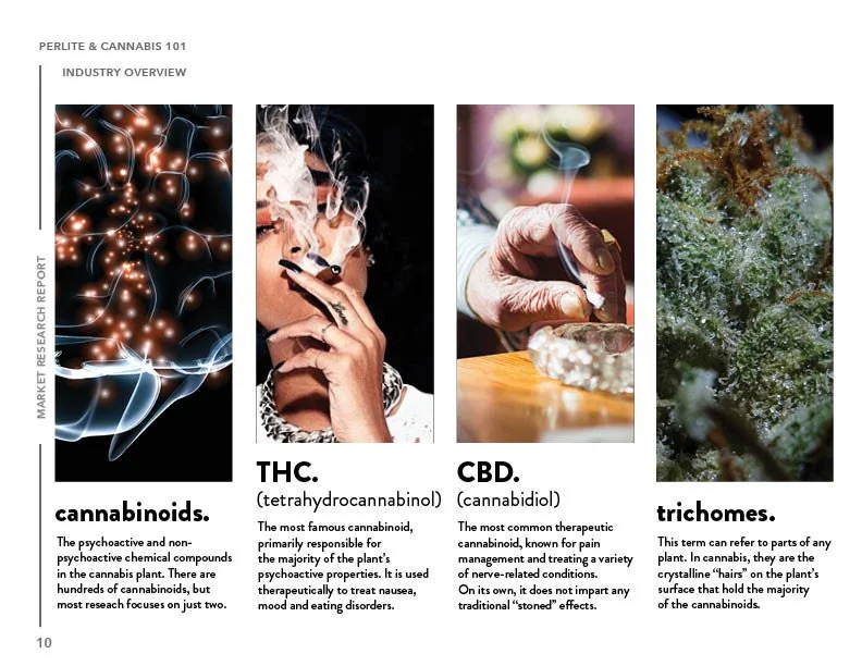 SIL_Cannabis Research Presentation Final_Clean10.jpg
