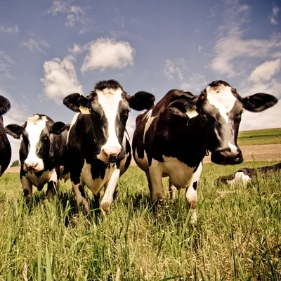cows.jpg