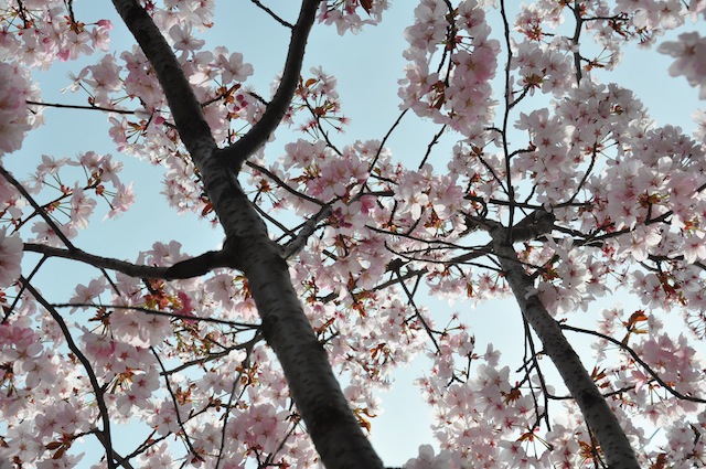 BLOSSOMS.jpg