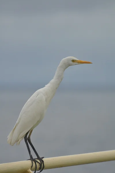 DSC_0440_2.jpg
