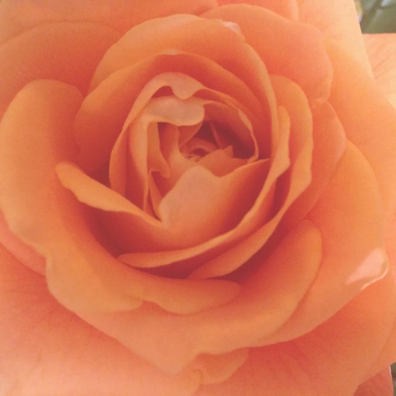 this lovely rose was sent to me by my mom. congrats capt megan! the card read. love.