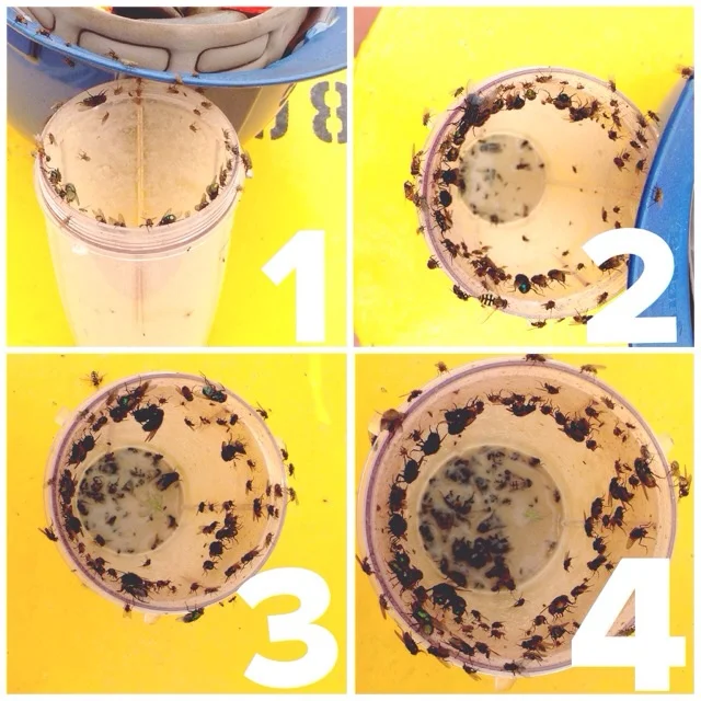 progression of my fly colony...