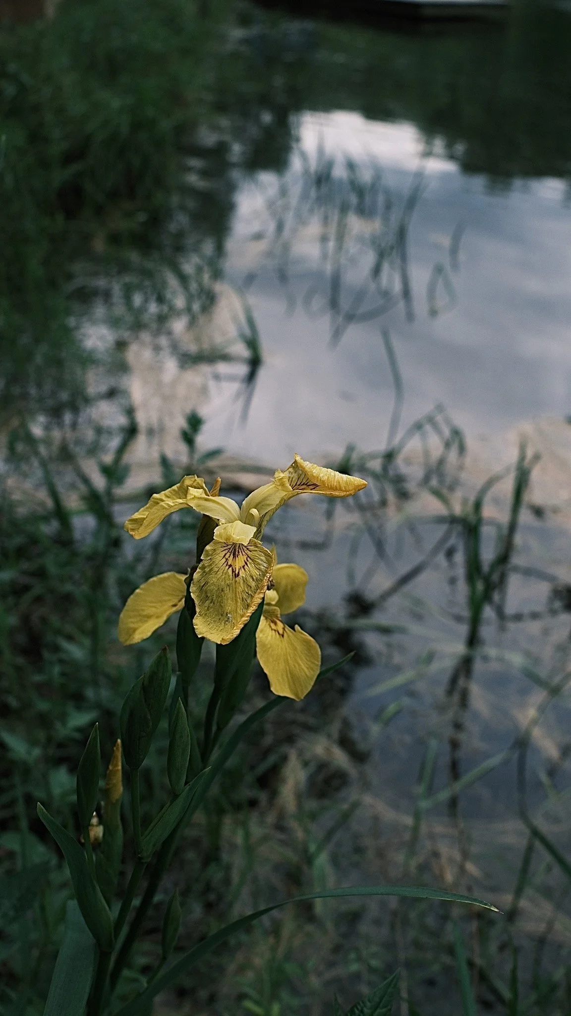 Swamp Iris in Stefan's Pond