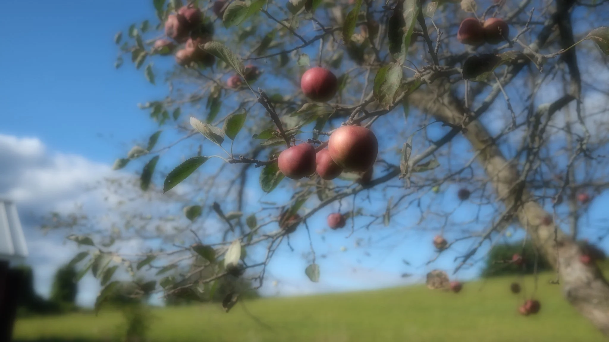 Breezy Apples