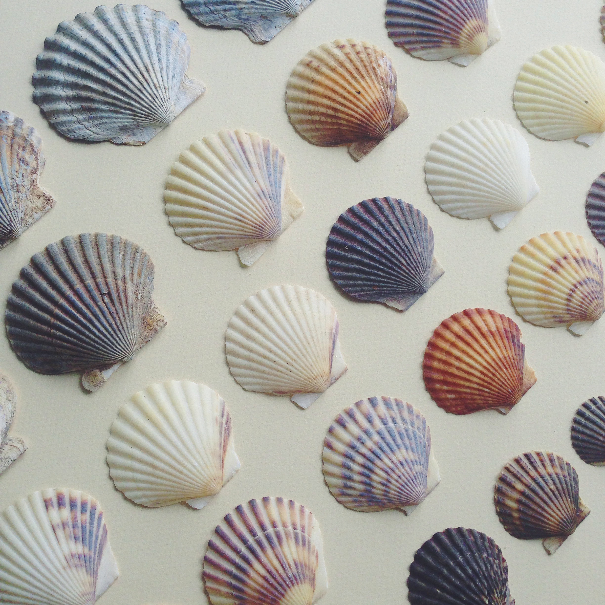 EmilyZirimis_Shells_Image08.jpg