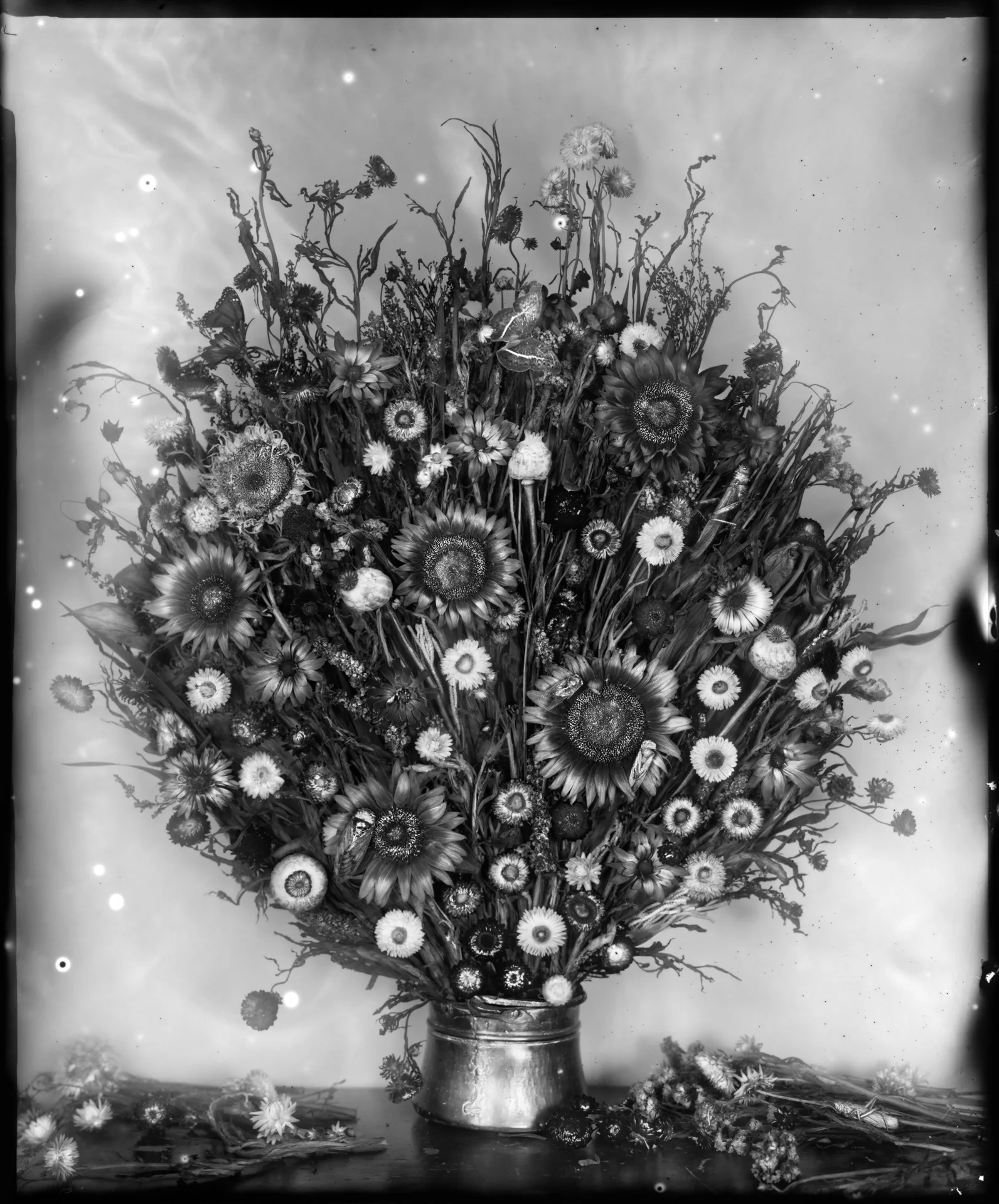  Monster, 2014  Large Format Dry Plate Photograph 