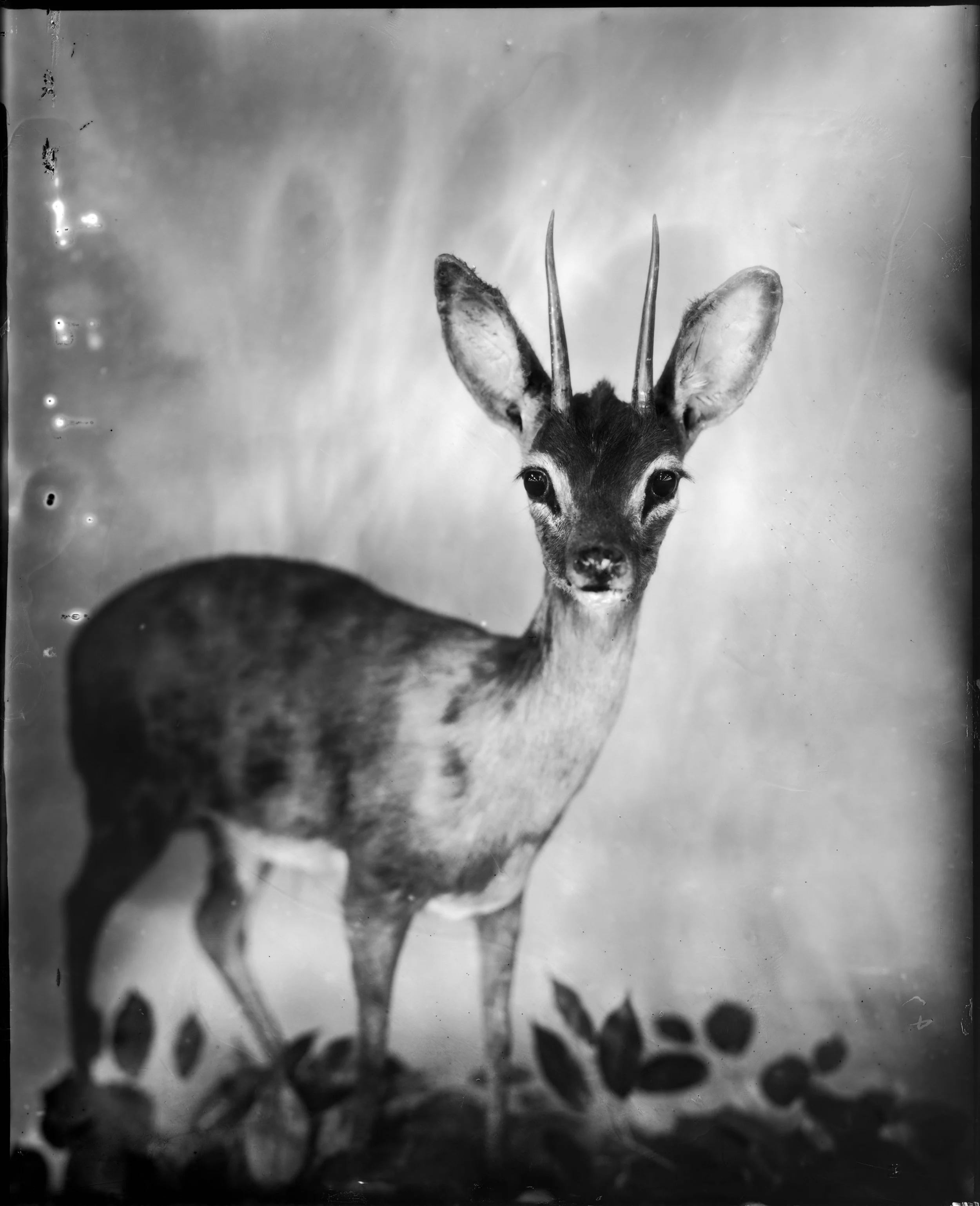 HornedDeer_photograph_2016_WhitneyLewisSmith.jpeg