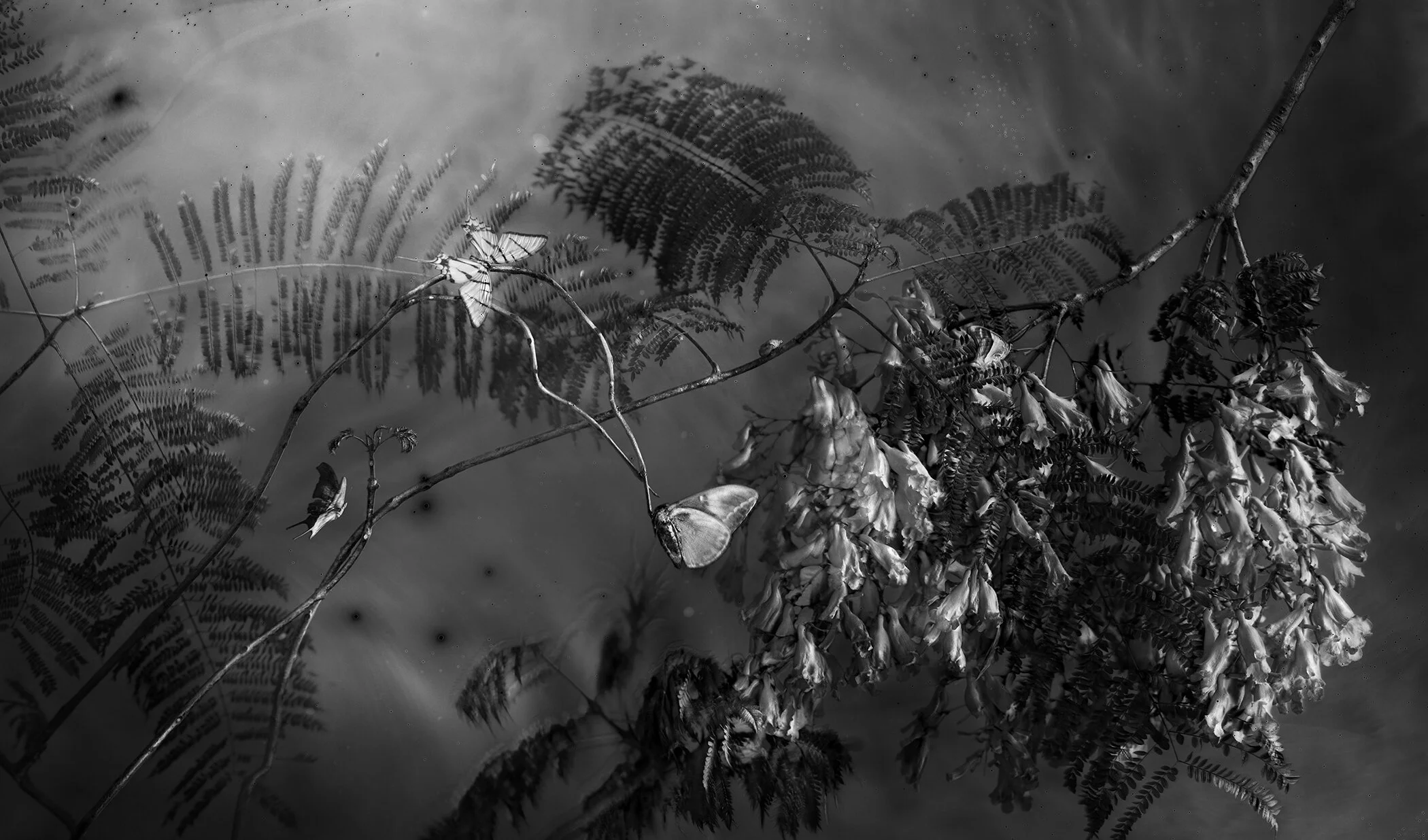 Kostuik_2021_024JacarandasAtNightIn ParqueMexico_FINAL.jpg