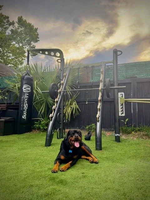 T-rex Squat Rack