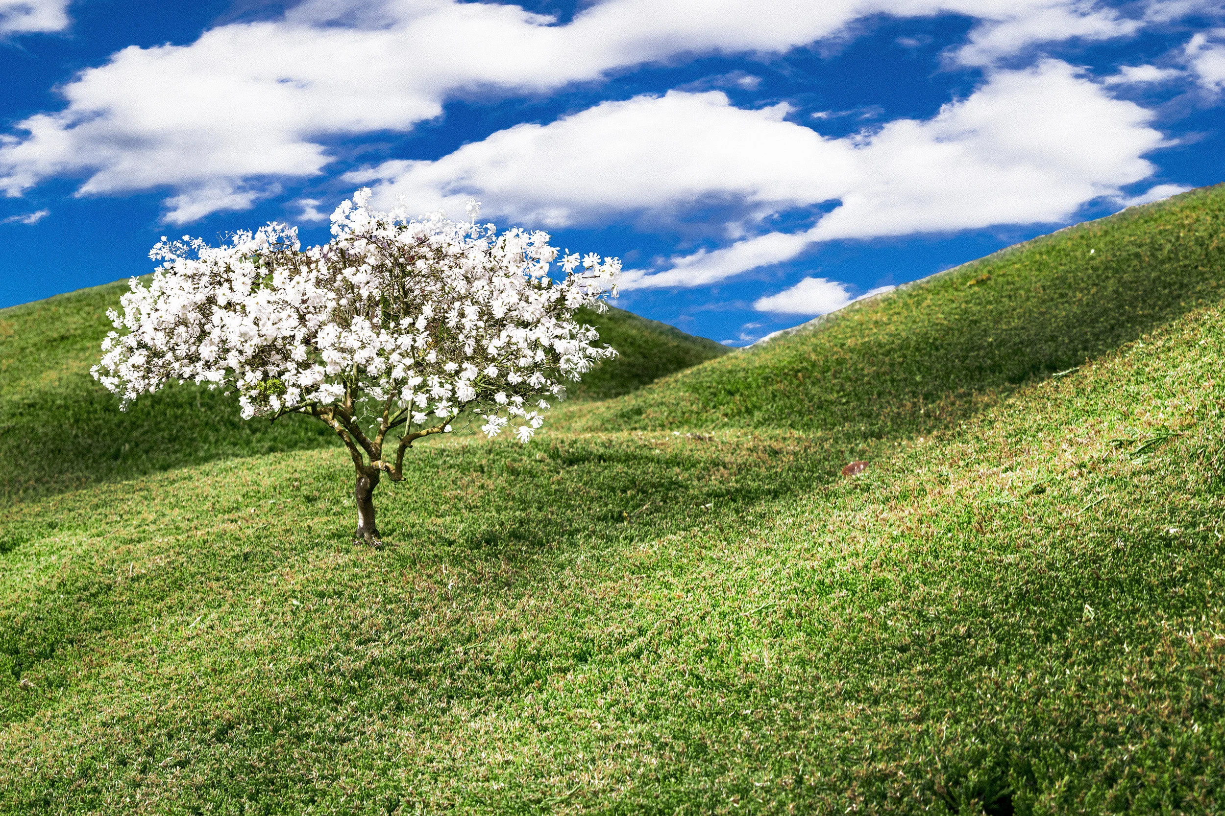 TreeBlossomComposite.jpg
