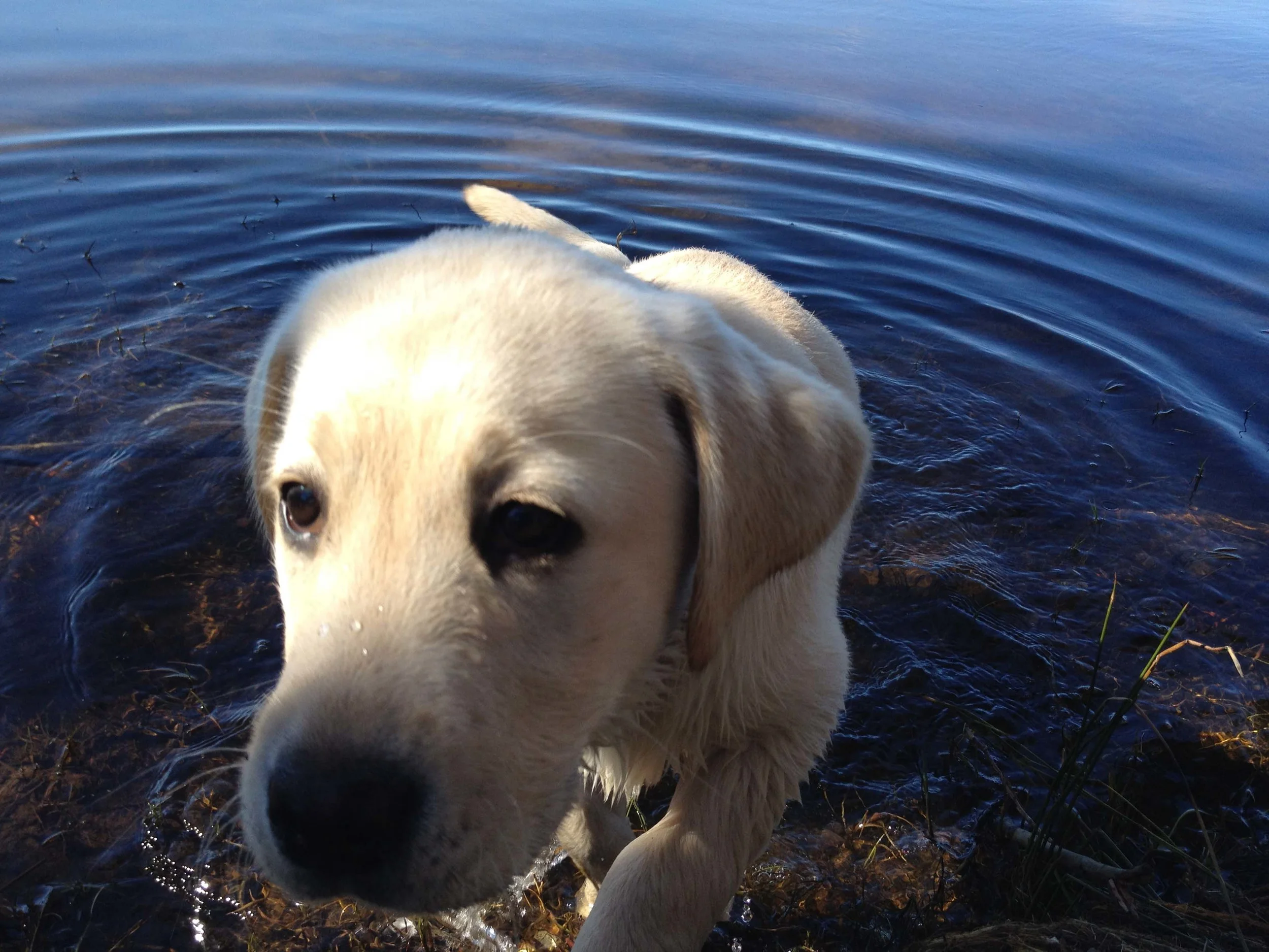 The cheesegrater - first look