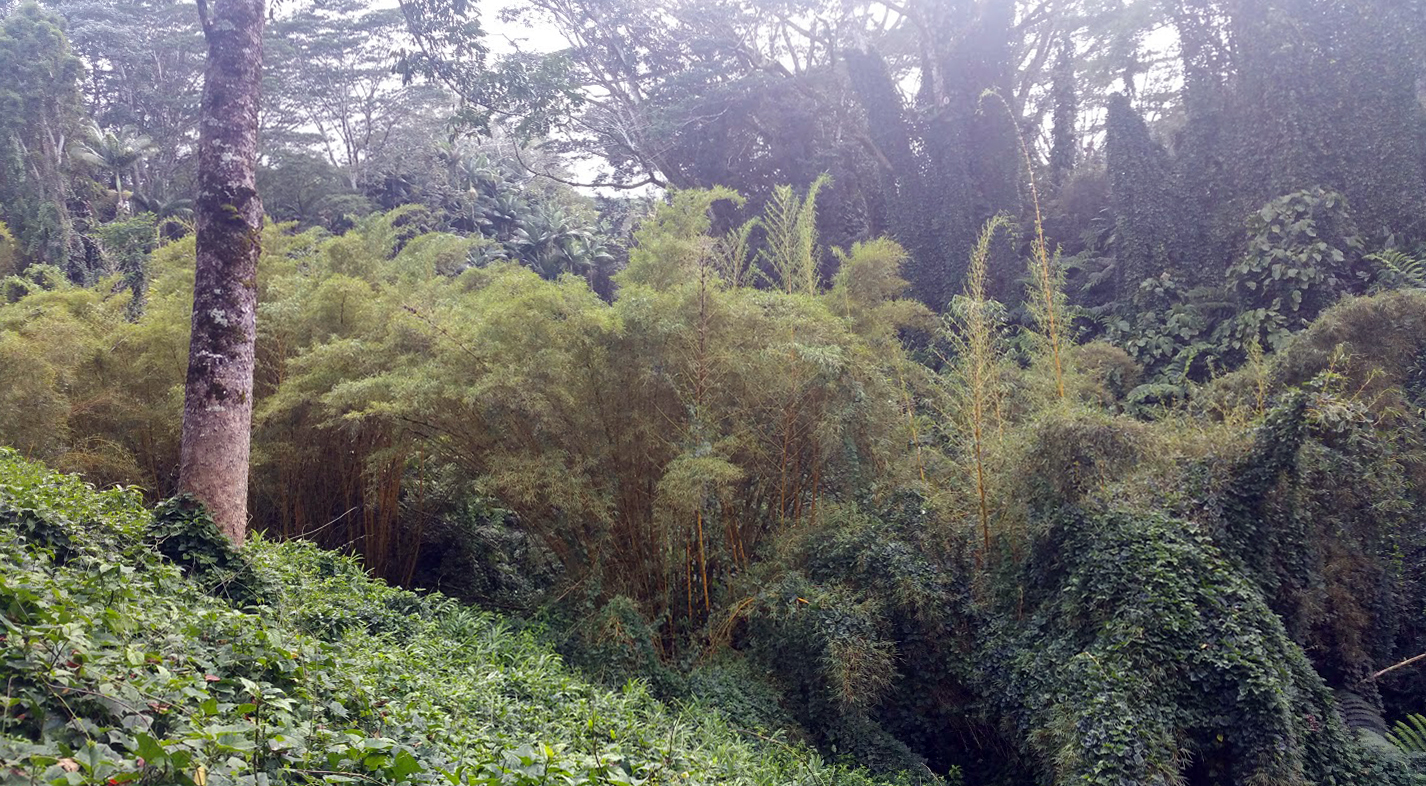 Bamboo Forest in the Rain, Hamakua Coast 