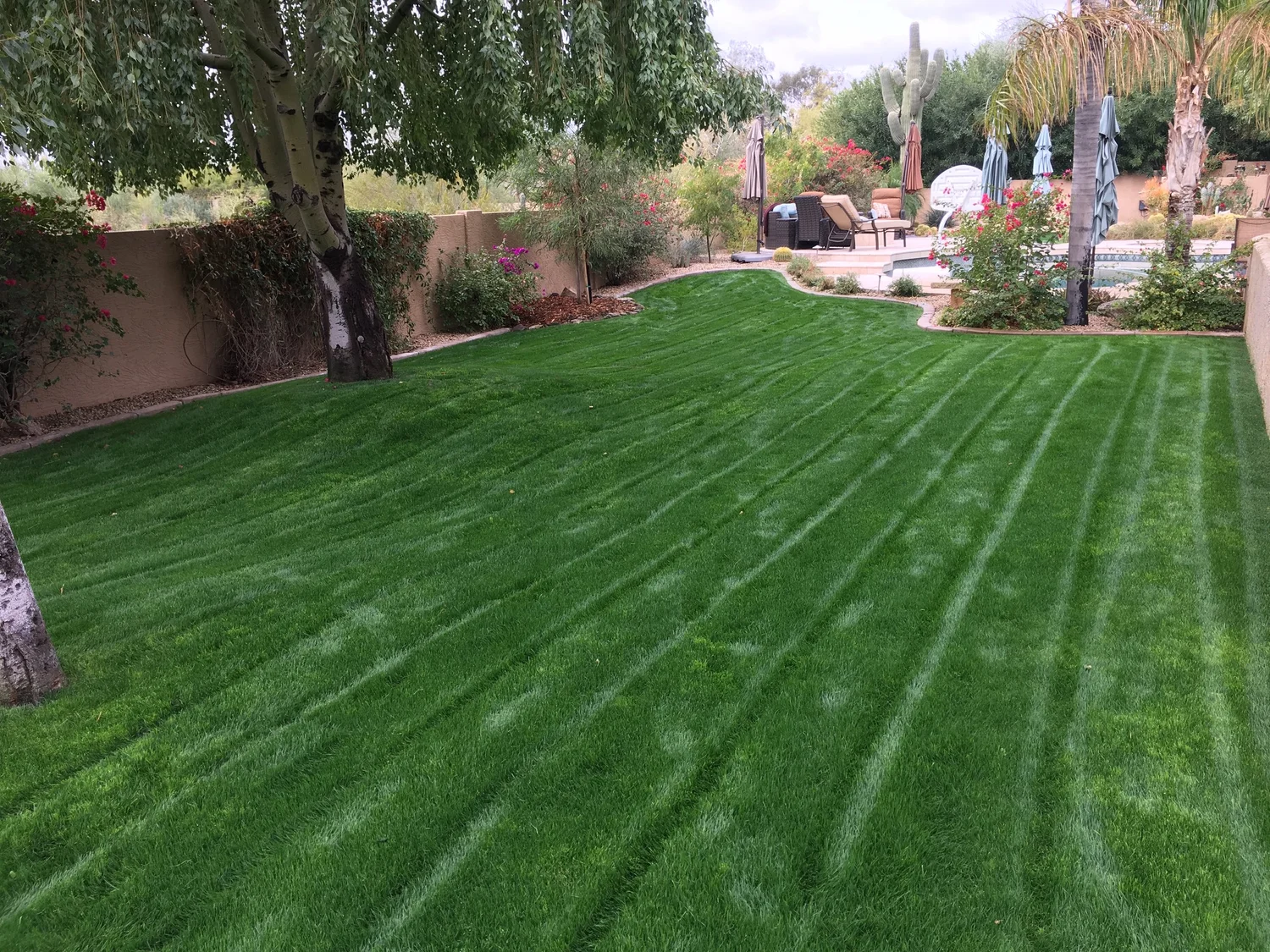 Hand pruning and shaping of desert plants by Blooming Valley Landscape