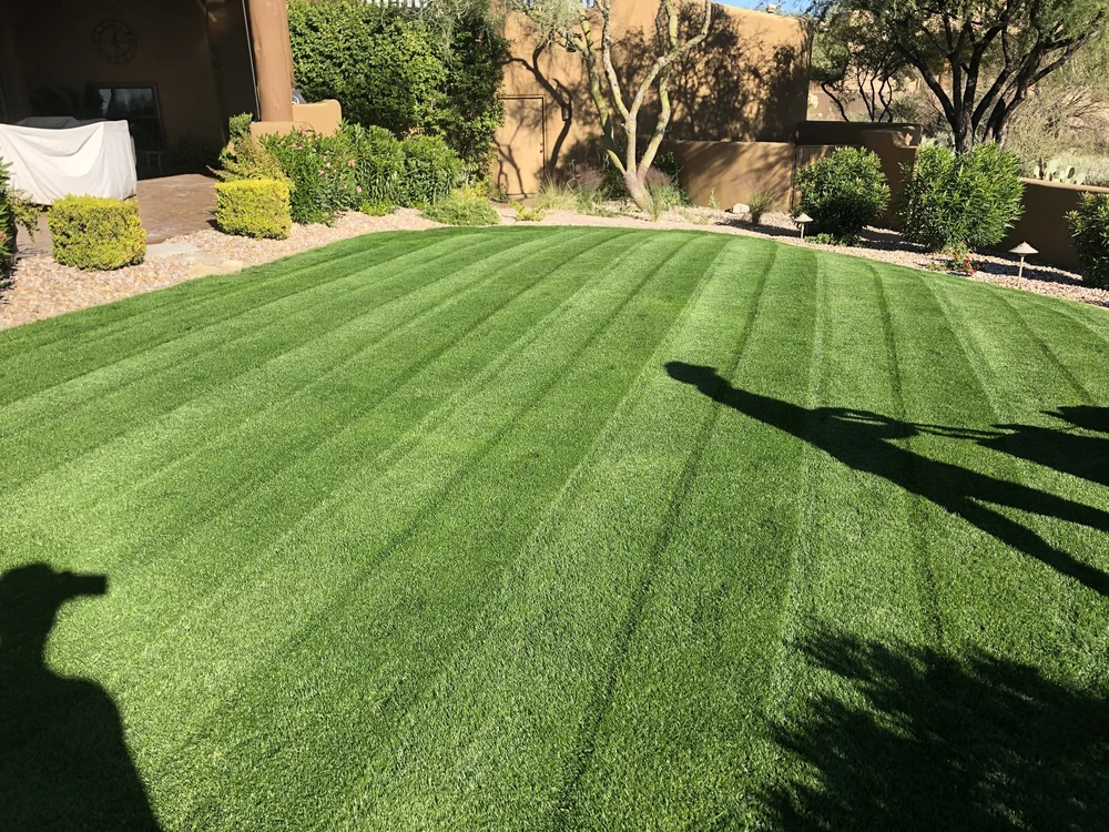 Overseeded green lawn bordered by desert landscaping