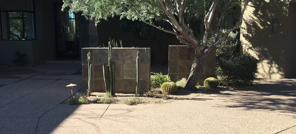 Desert landscaped planting area with tall cacti by Blooming Valley Landscape