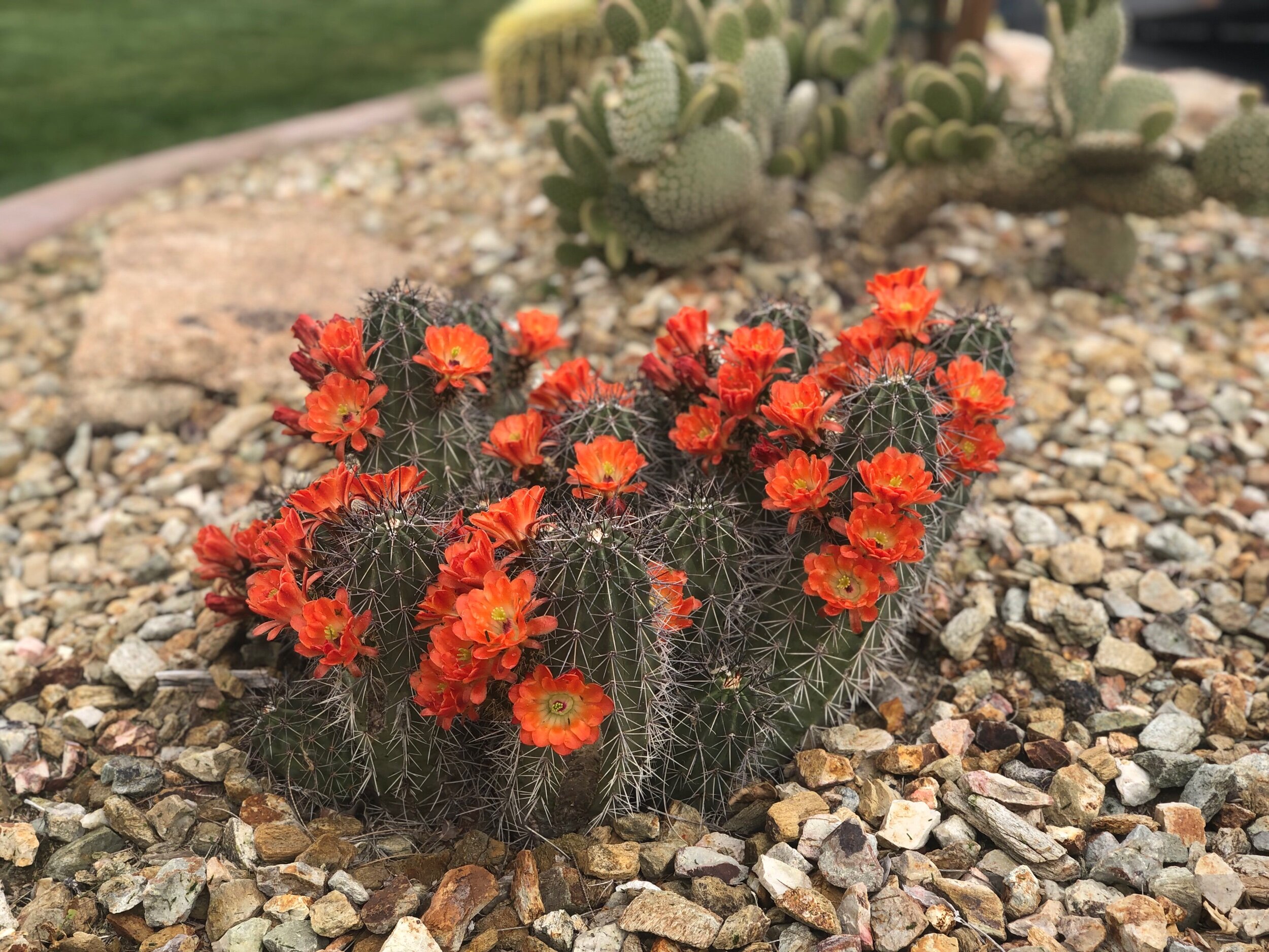 HedgeHog Cactus Blooming