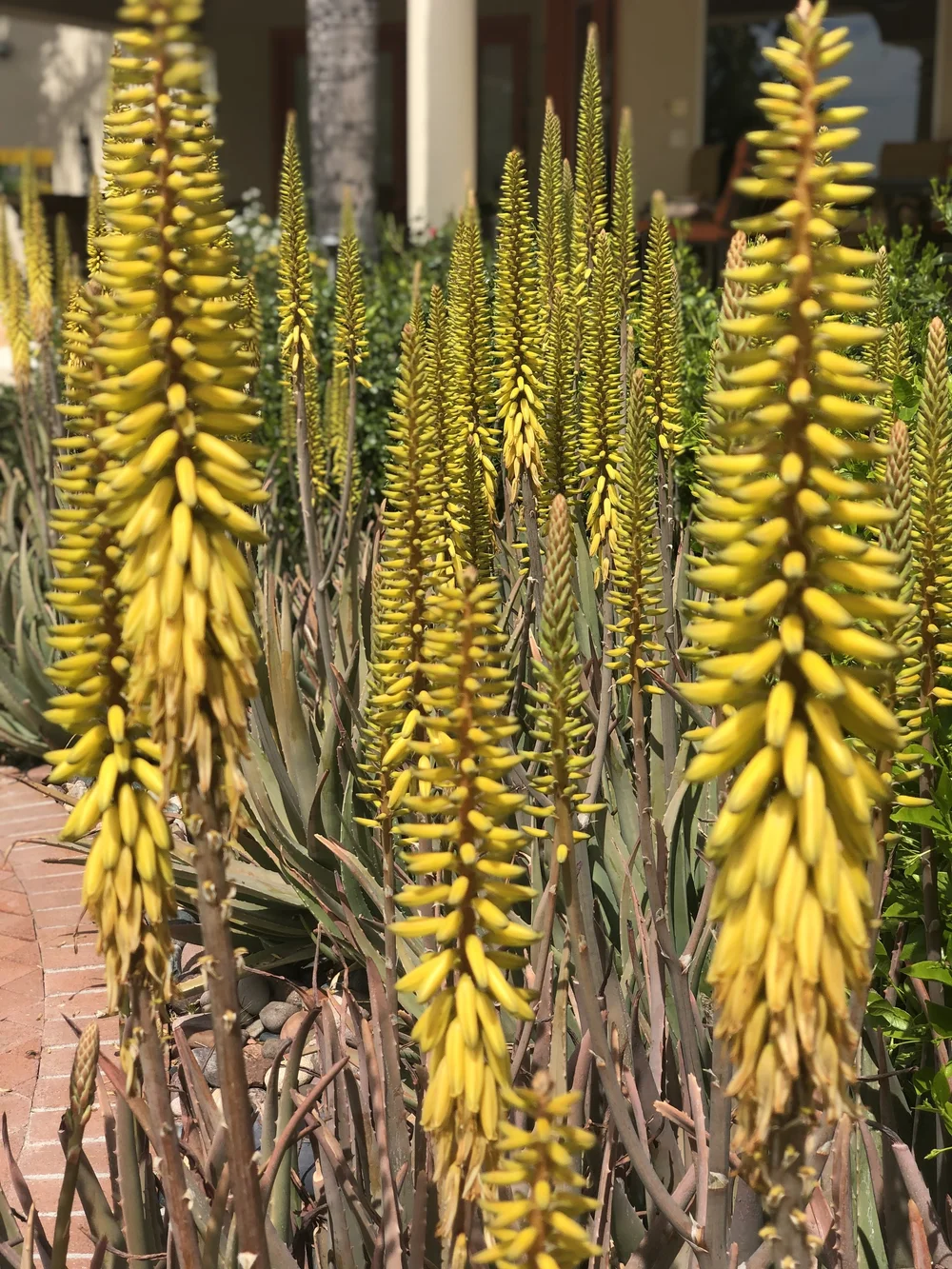 Aloe vera and succulent planting cared for by Blooming Valley Landscape