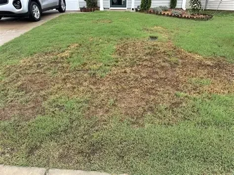 Why is my lawn turning brown in summer?