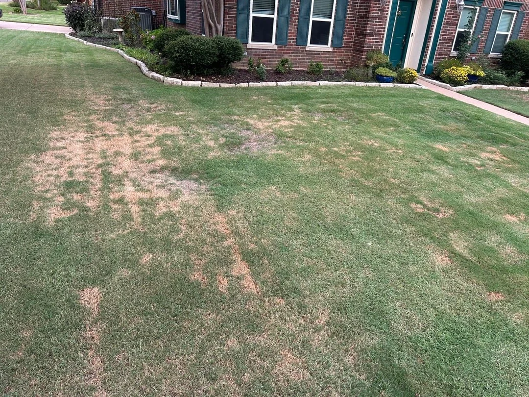 Lawn before treatment, showing stressed and patchy grass