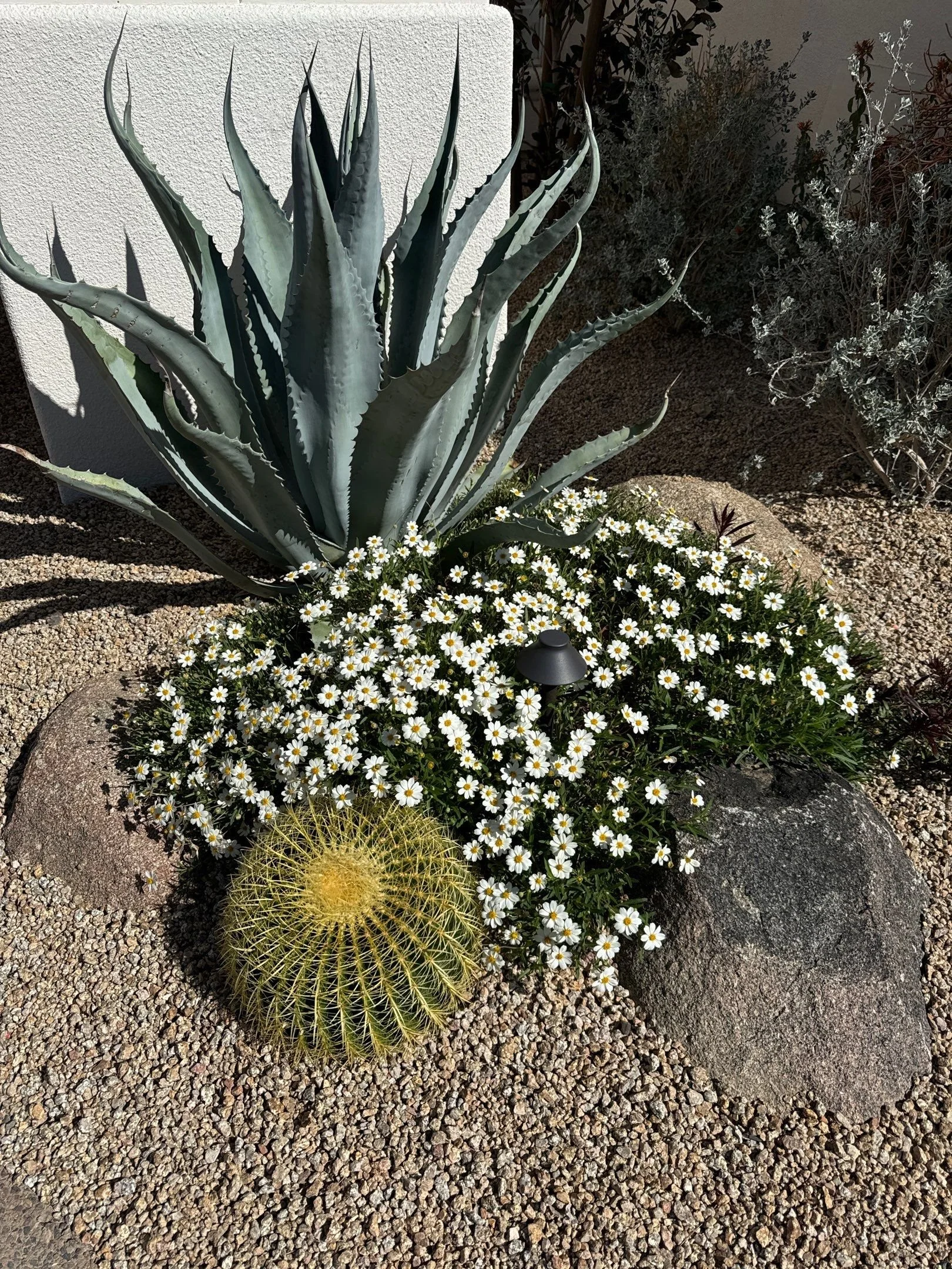 Natural Desert Planting