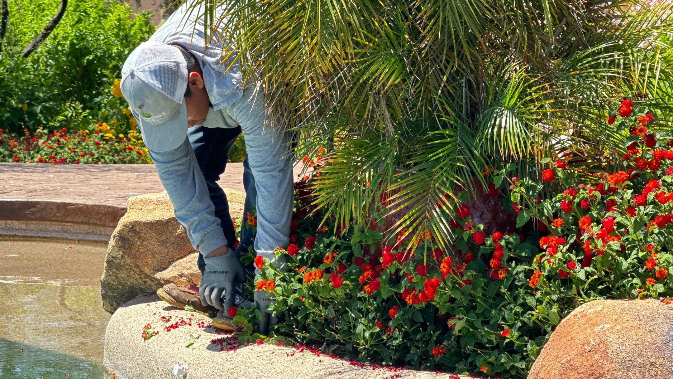 Hand Pruning 