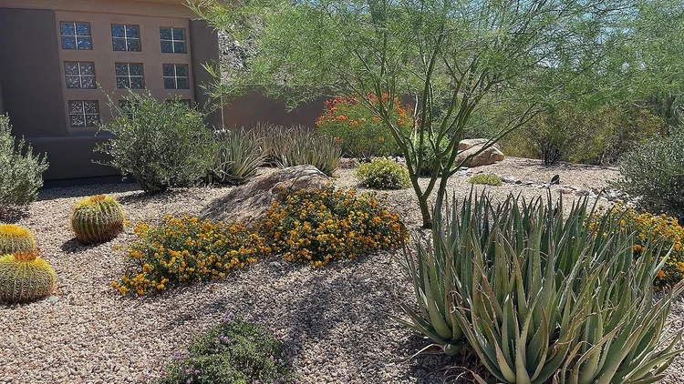Real Blooming Valley desert planting with cacti and boulder accents