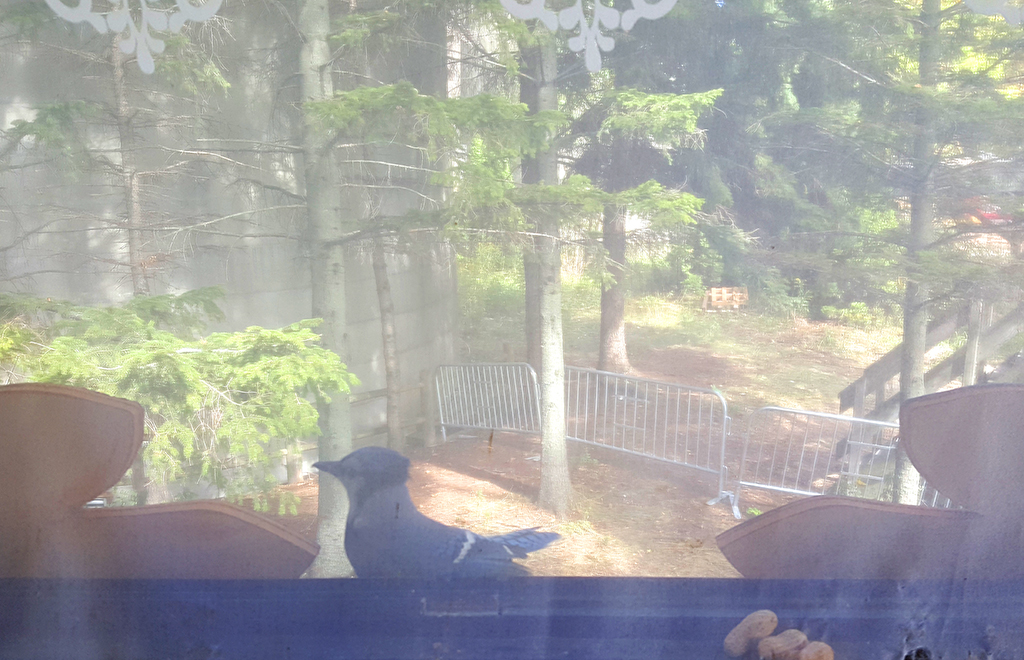 Kuckucksuhr was erected just prior to the annual blue jay migration along the shoreline in Ontario. On the final days of the exhibition, large flocks of jays were present to harvest food from the work. Photograph captured from inside the large watchtower.