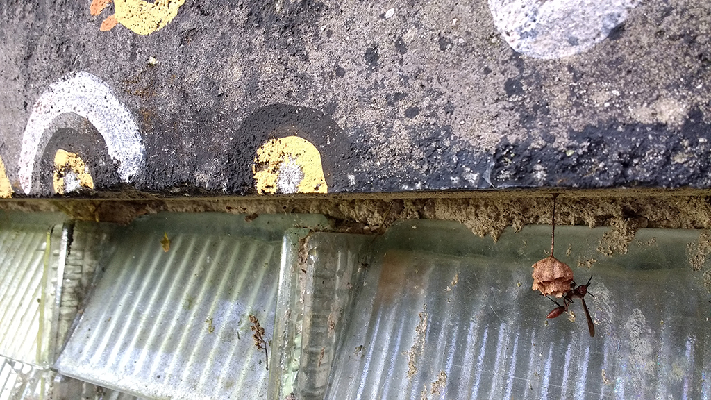 Close inspection of the work reveals the multitude of species colonizing the wall surface. Micro-organisms feeding on organic material support more complex species in inhabiting the wall's architecture.