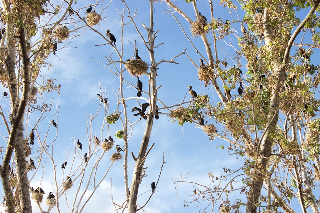 Field photograph, Tree-nesting cormorants, Leslie Spit, Toronto, 2017.