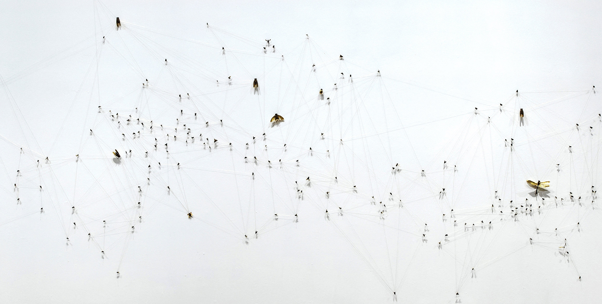 Arranging them in constellated patterns determined by maps made of the spaces where the bodies are found (light fixtures, window sills, nearby sidewalks, etc.) is a nod to particular relationships between animal science, mythology, economics, ritual, and the cosmos. (Image: Toni Hafkensheid)