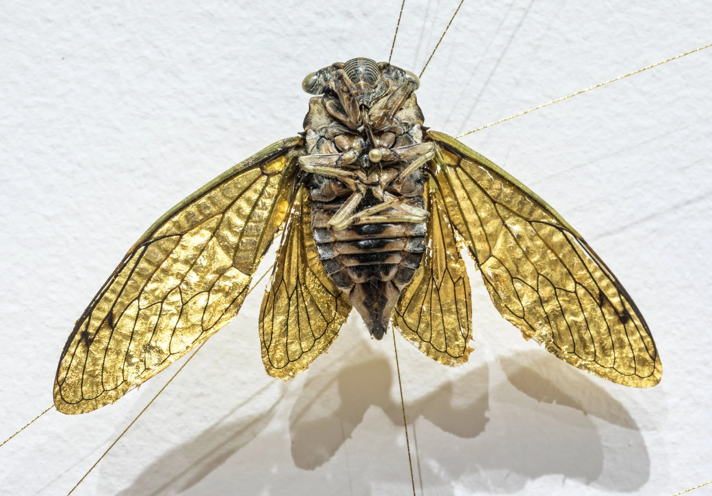 Conversely, 'Monument' is an acknowledgement of the agency of the non-human world by drawing attention to the actual species that share and shape human habitats; it demarcates the passage of time shared between seemingly disparate animals - human and insect - to promote empathy and curiosity for the natural world at a critical time in history. (Image: Toni Hafkensheid)