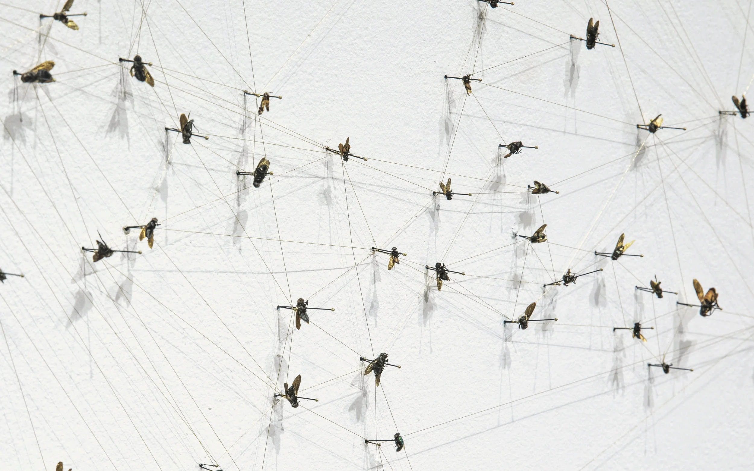 (Image: Toni Hafkensheid)