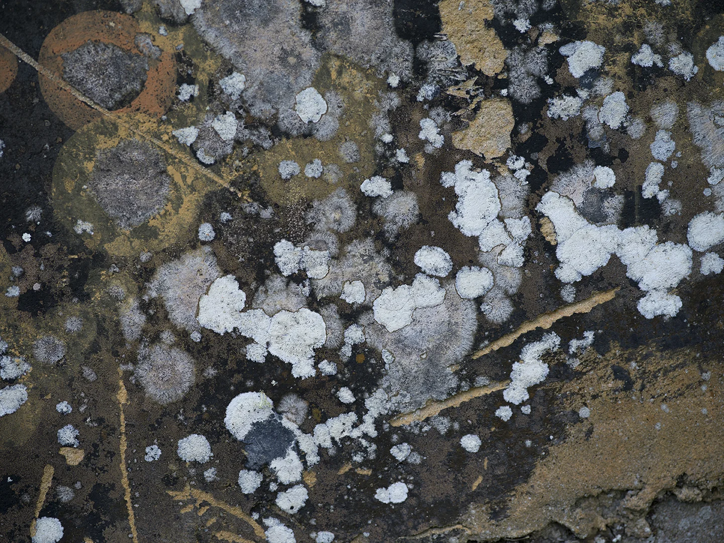 Ninety days after its completion, the mural demonstrates aesthetic changes likely due to weather conditions, seasonal shifts, and biological processes between the microflora and the iron-rich media used in the painting. (Image: Tamar Granovsky)