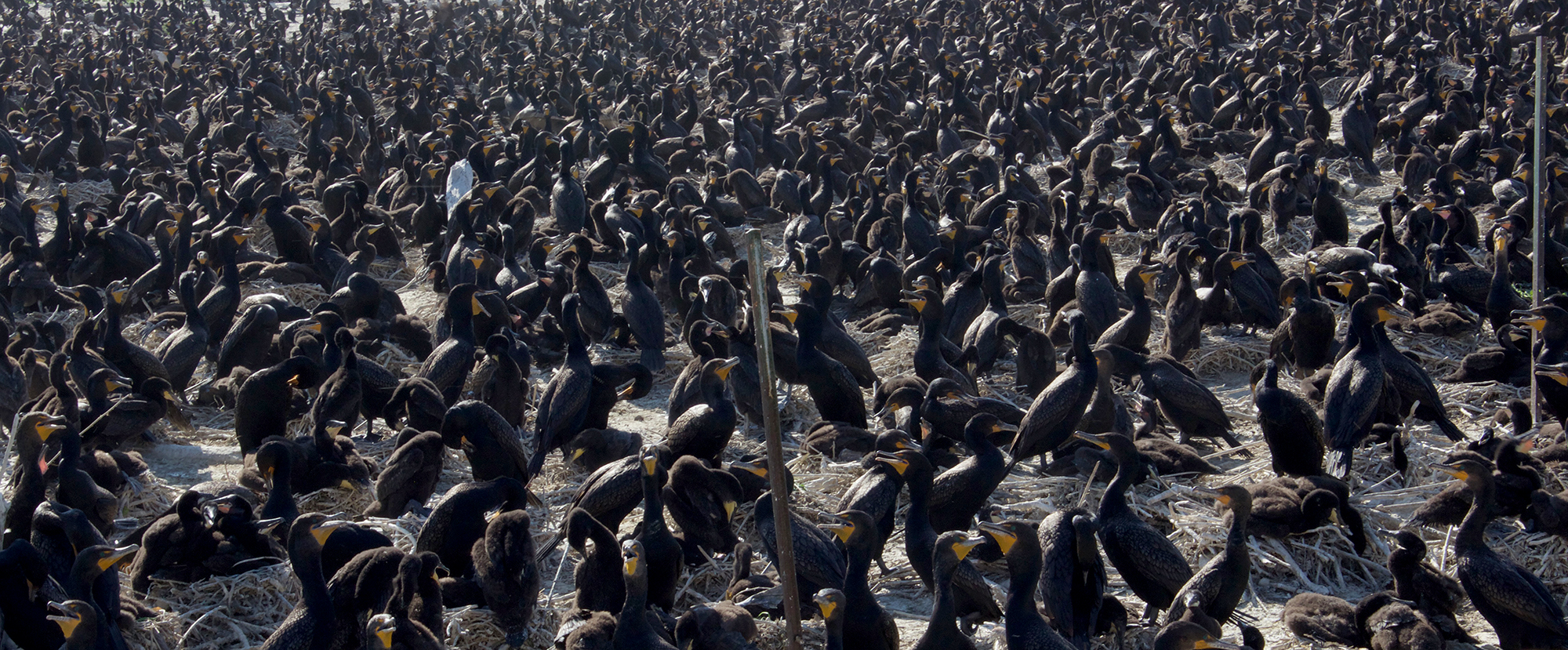 Double crested cormorant colony, Tommy Thompson Park, photo: Cole Swanson., 2018.